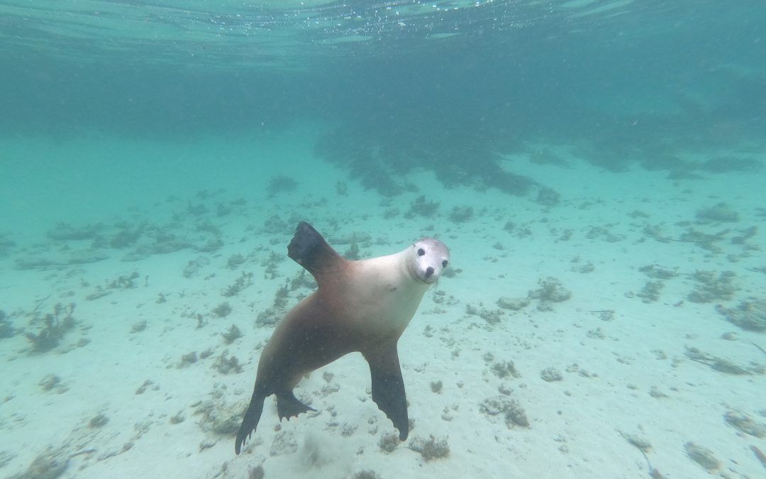 The Treeless Plain With Some Underwater Fun!