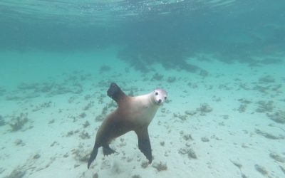 The Treeless Plain With Some Underwater Fun!